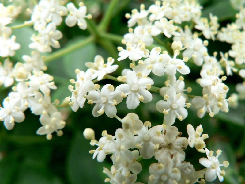 Jasmim aromático, muito usado em cercas vivas para aromatizar o jardim