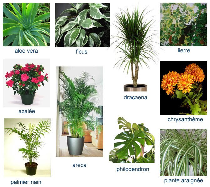 Veja algumas espécies de plantas de interior para utilizar no interior da sua residência