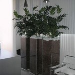 Plantas em vasos de vidro para decoração da sala