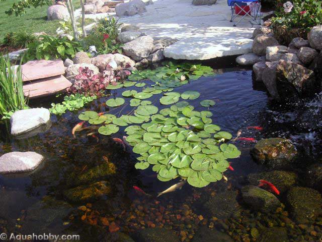 Plantas aquática também são uma opção legal na hora de decorar seu lago ornamental