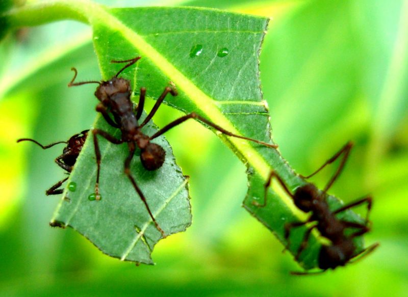 Formigas cortadeiras 
