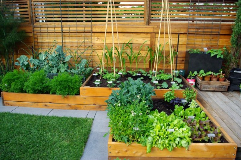 Jardim simples com verduras e chás