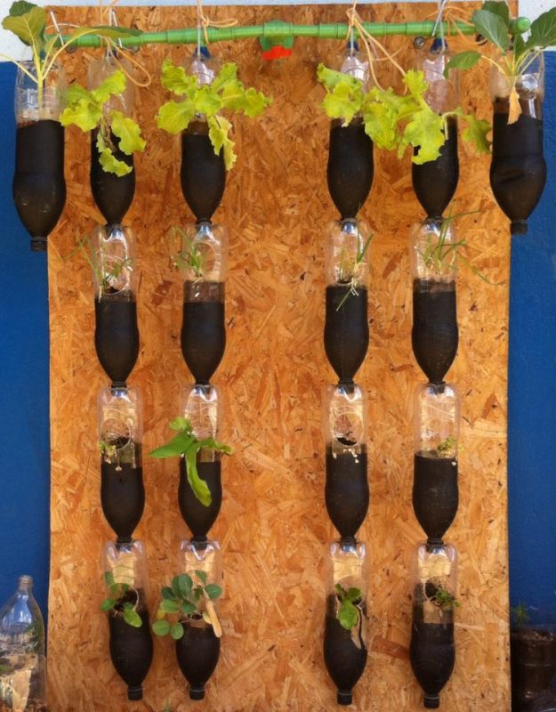 Horta vertical em garrafa PET fixada em OSB