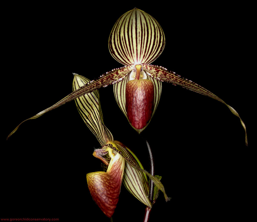 Orquídea Rara aphiopedilum rothschildianum