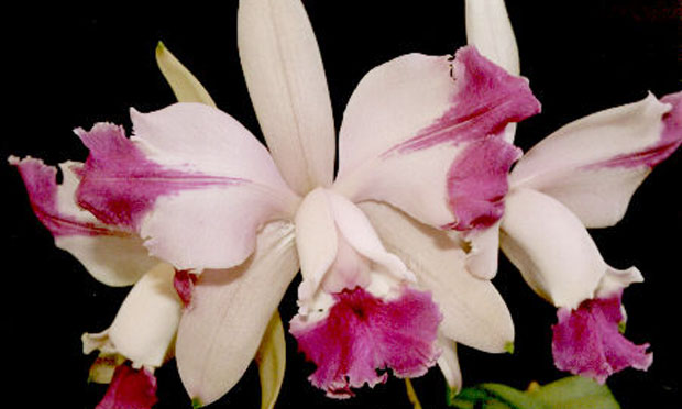 Orquídea Cattleya Haw Yuan Angel