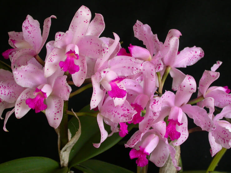 Orquídea Cattleya Violacea