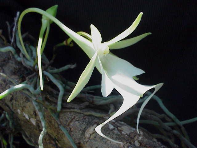 Orquídea rara da espécie Dendrophylax lindenii