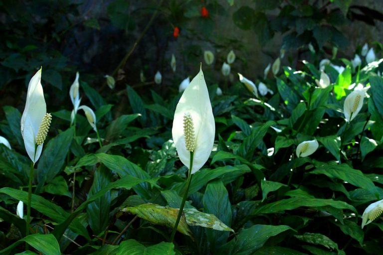 Lírio da Paz (Spathiphyllum) → Significado, Como Cuidar, Tipos e Cores!