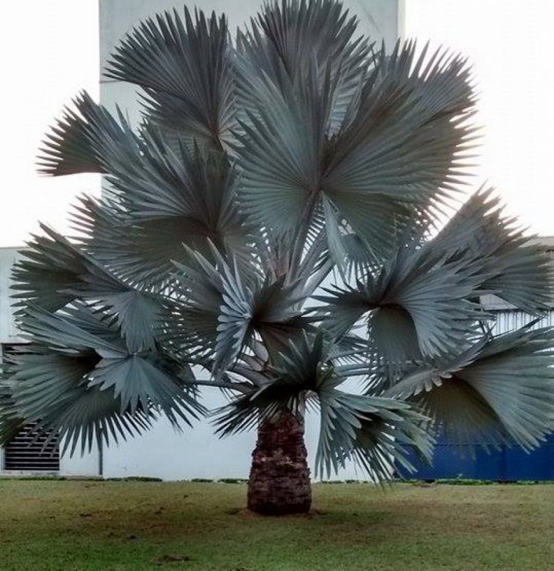 Palmeira Azul