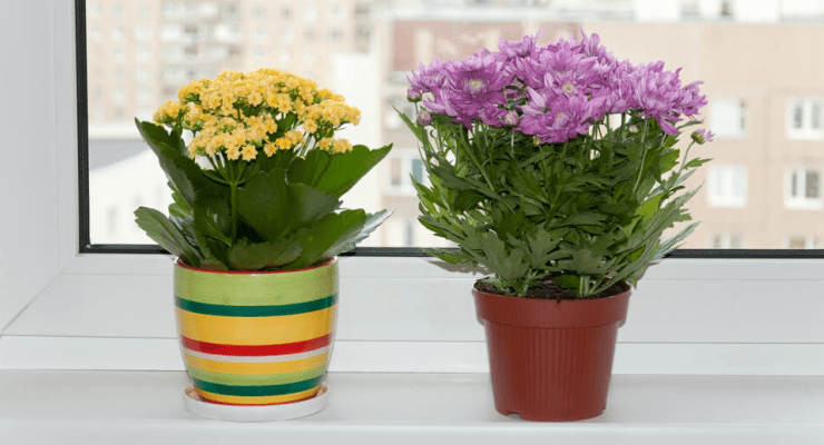 Flores Para Apartamento