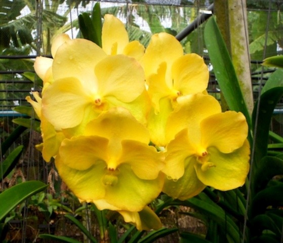 Orquídea Vanda Cores