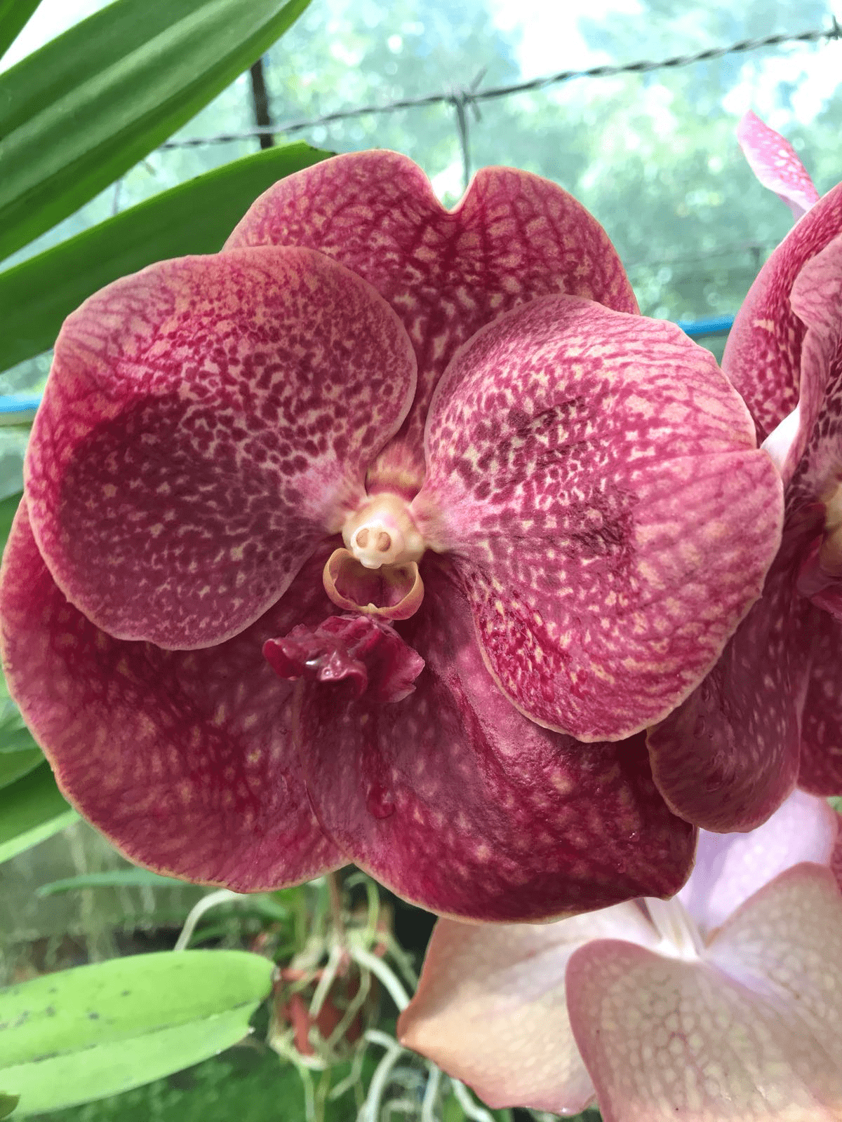 Orquídea Vanda Cores