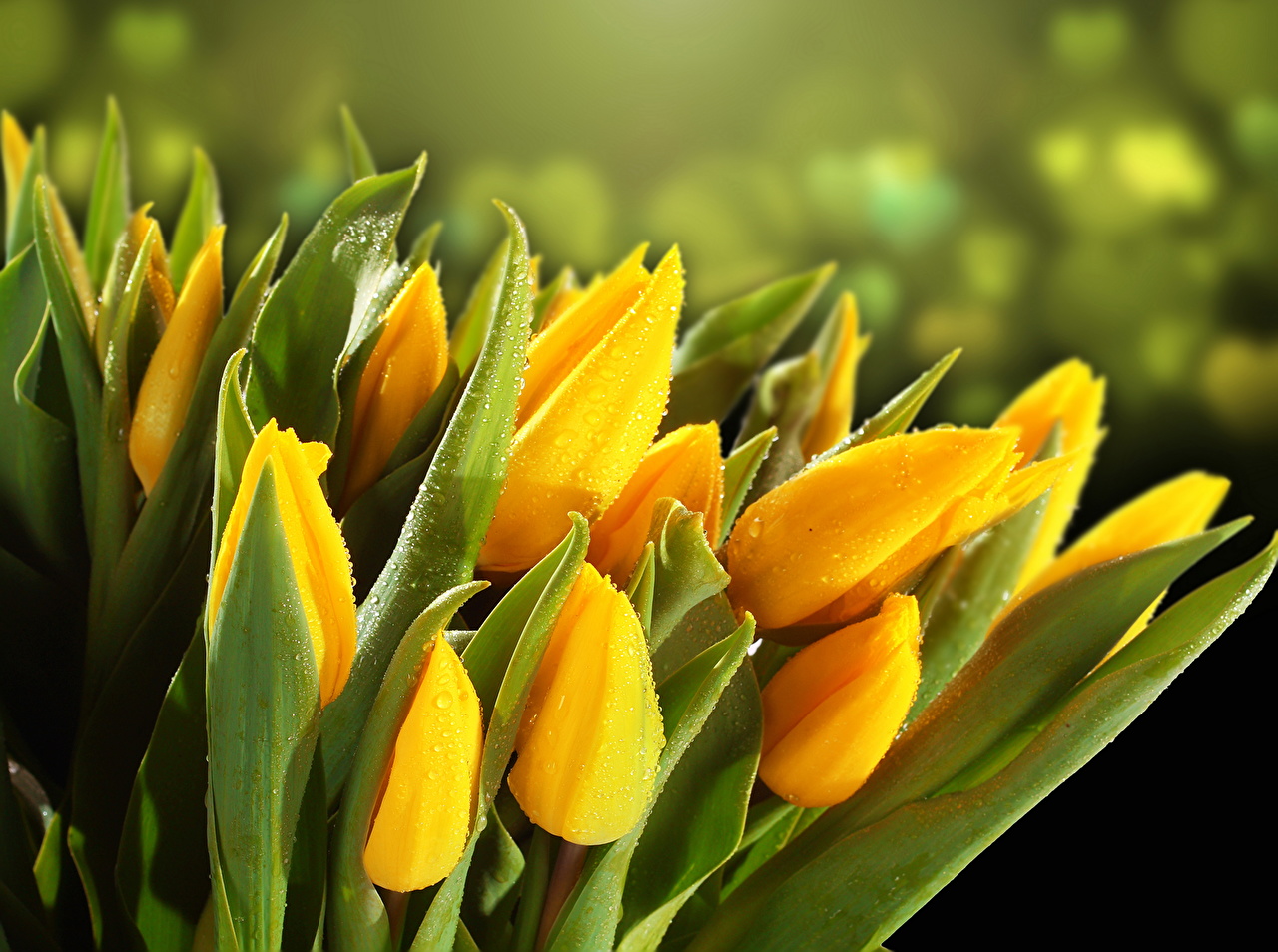 tulipa amarela