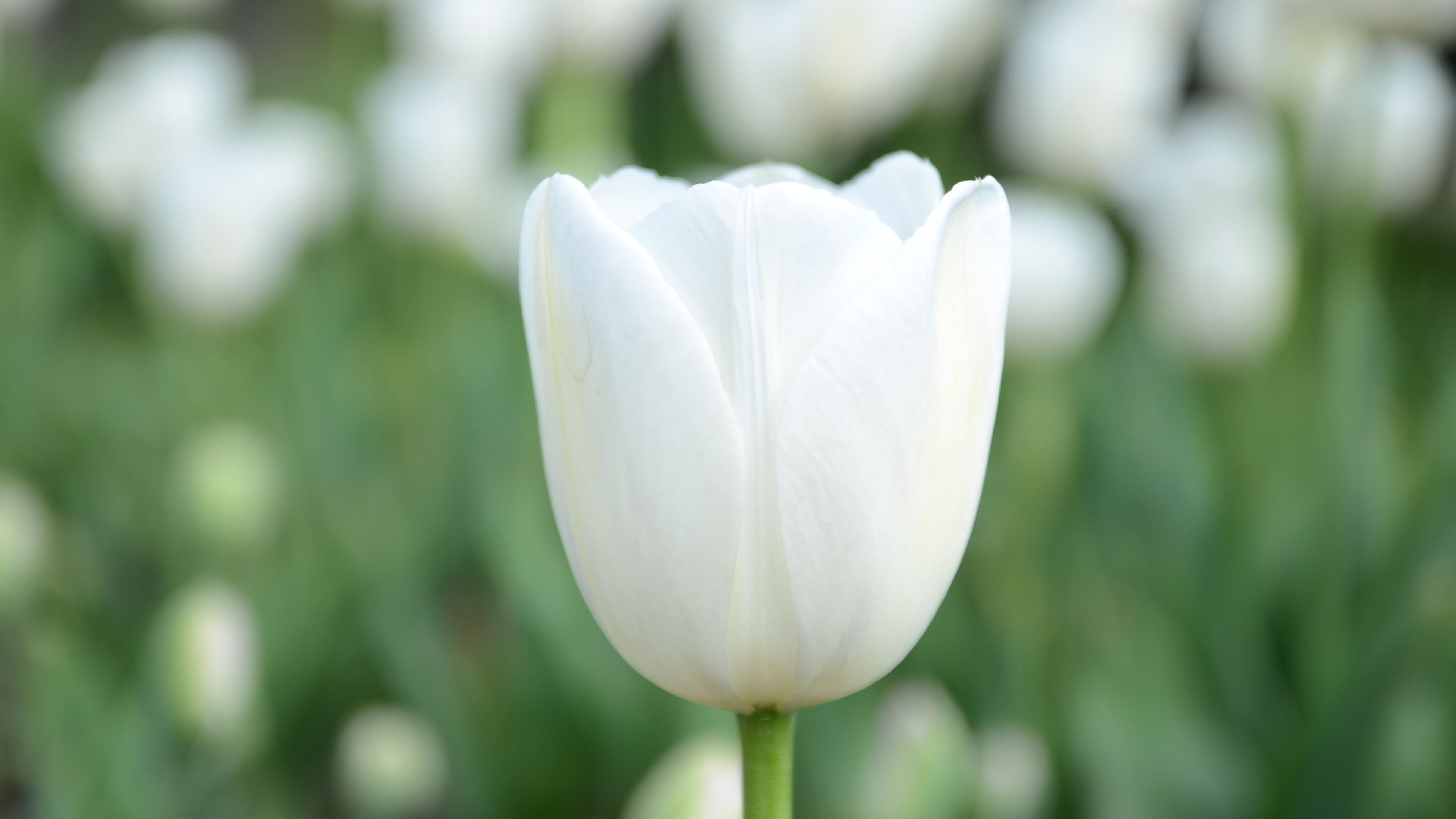 tulipa branca