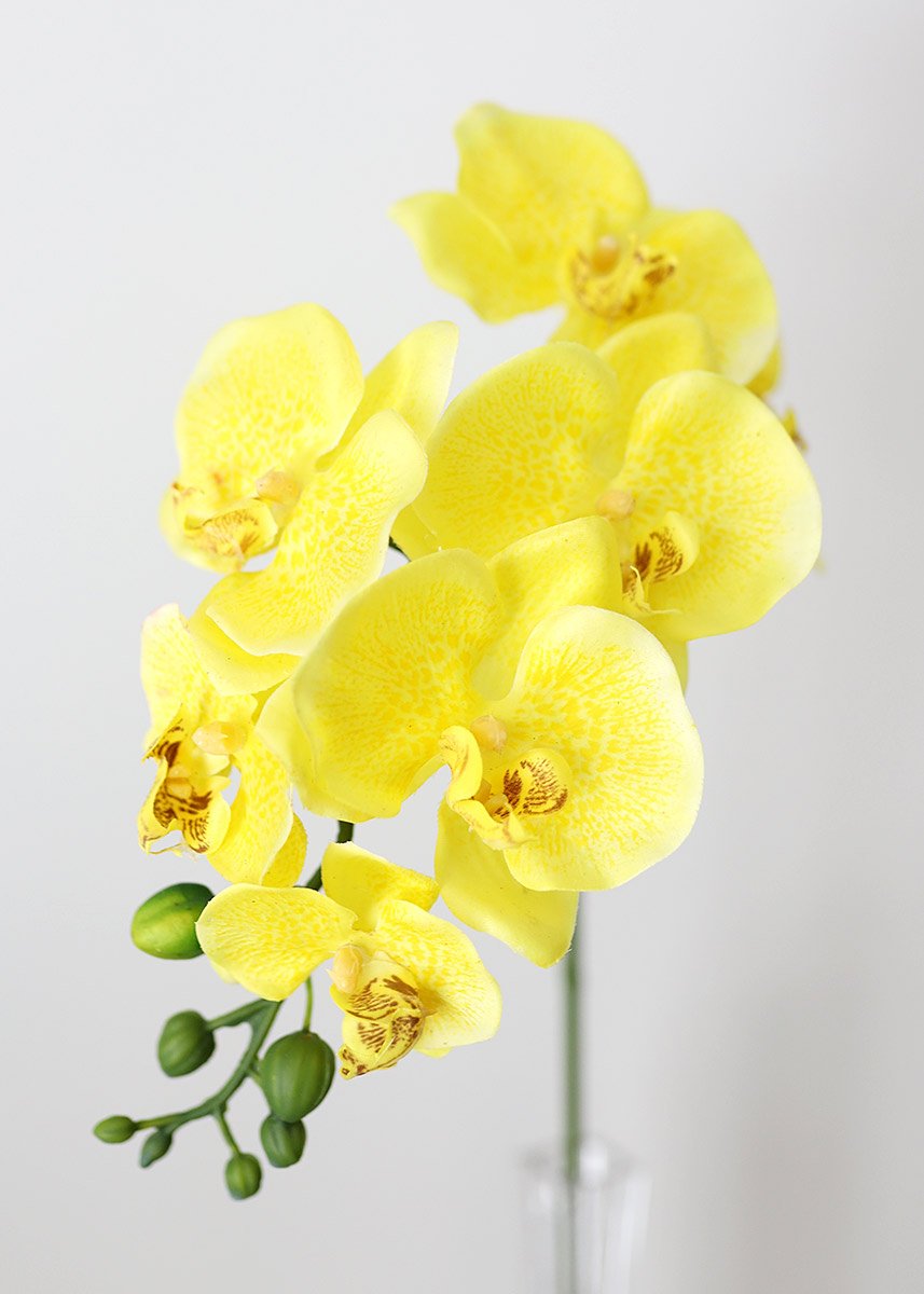 Orquídea Phalaenopsis amarela