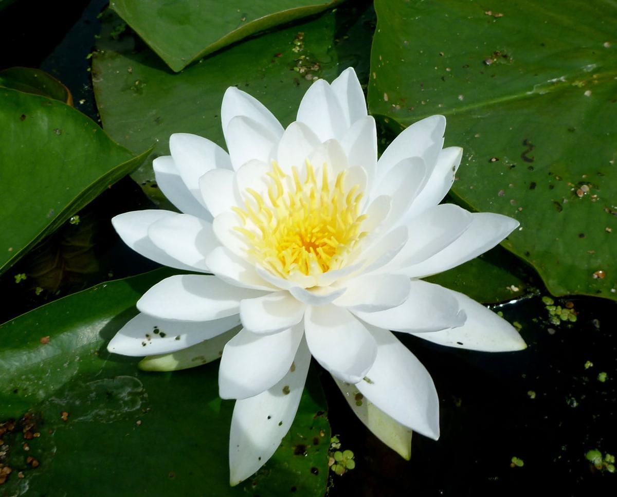 Flor de Lótus branca