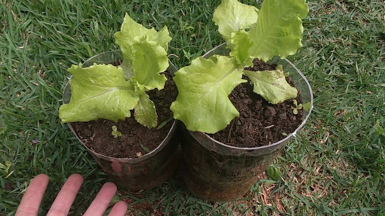 Como Plantar Alface em Vaso