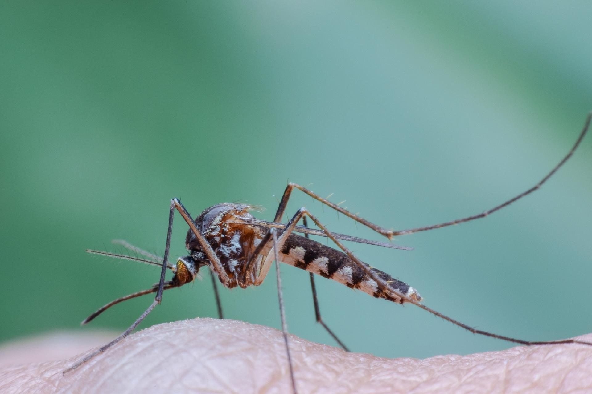 Repelente Caseiro Contra a Dengue