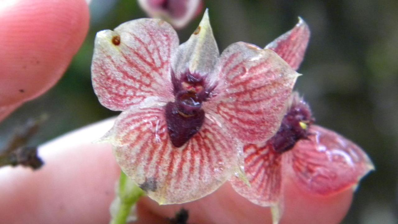 Telipogon Diabolicus orquideas raras