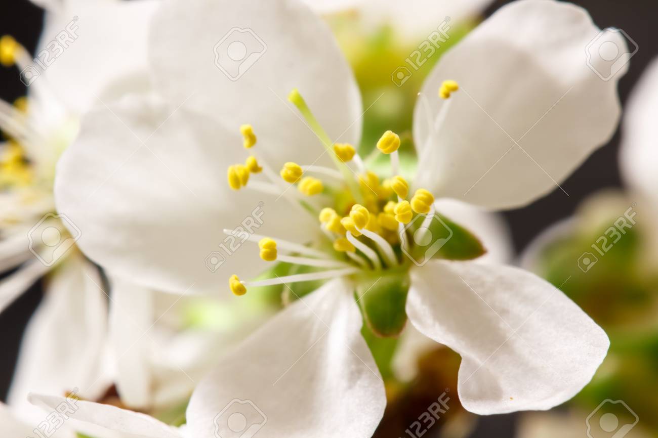 Flor de Cerejeira branca