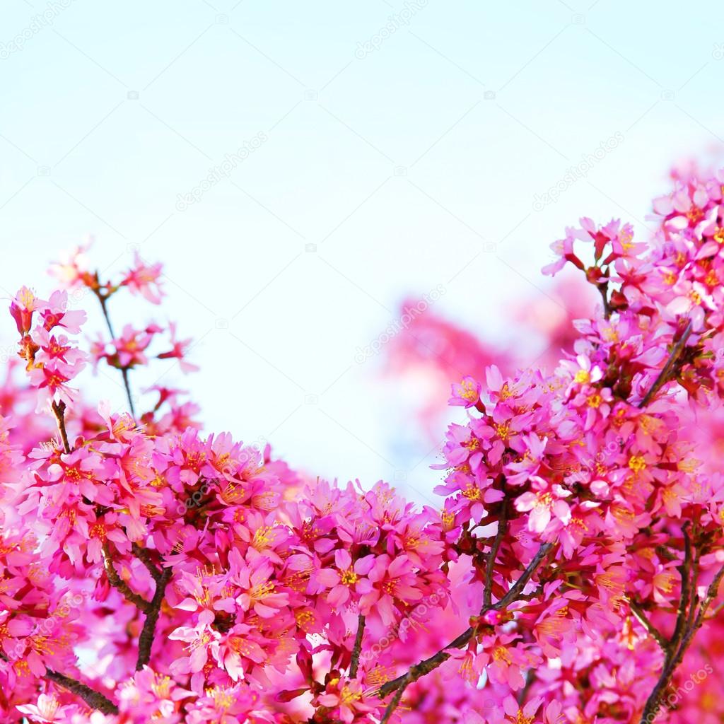 Flor de Cerejeira rosa