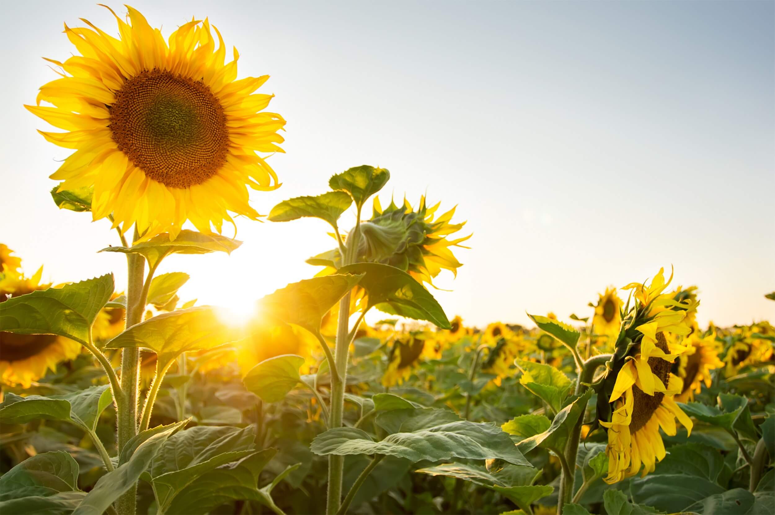 girassol – Flores que Gostam de sol
