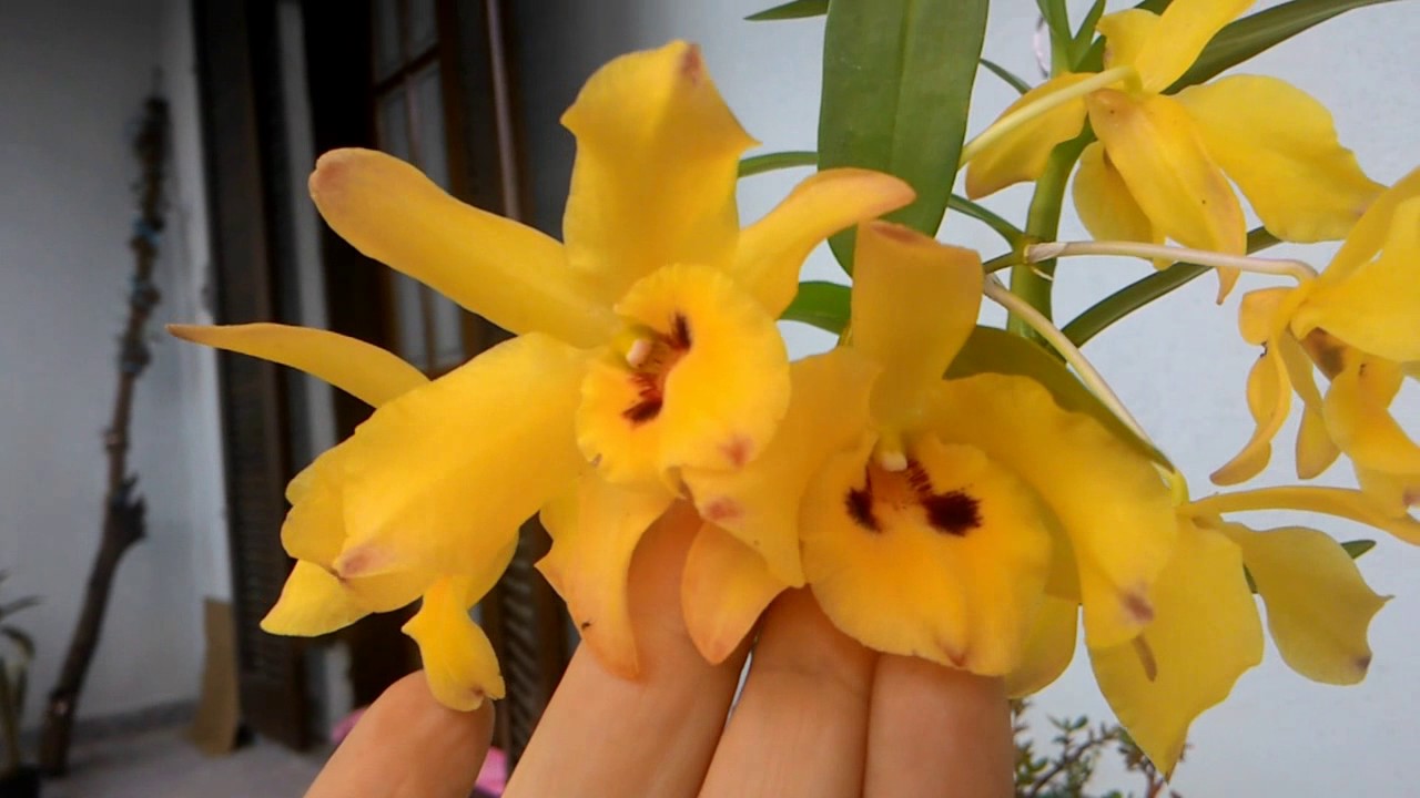 Orquídea Olhos de Boneca amarela