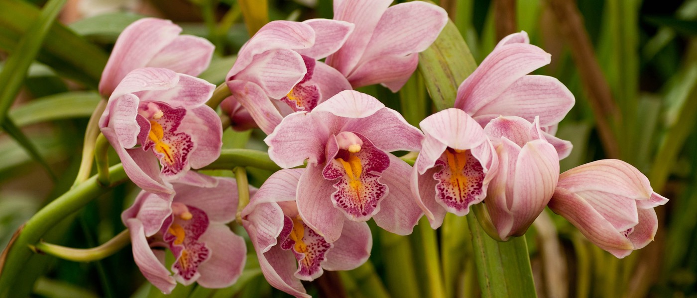 Orquídea Olhos de Boneca rosa