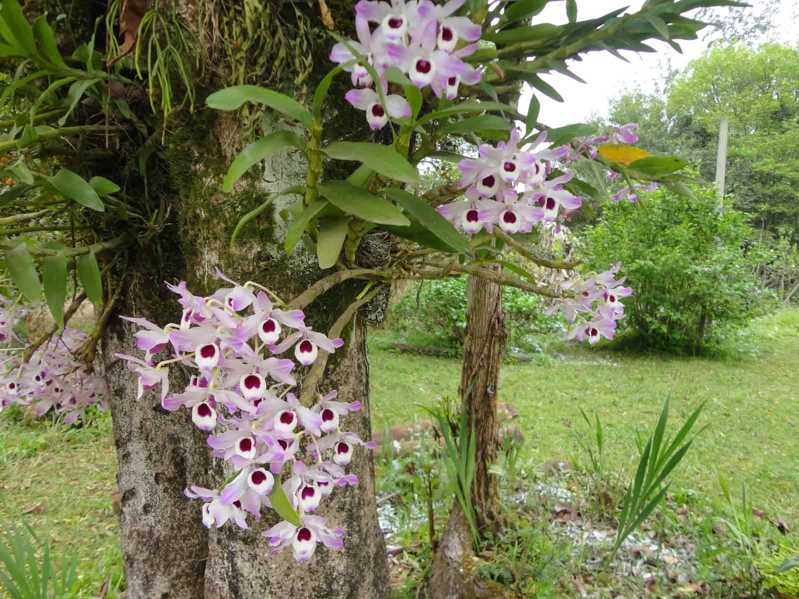Orquídea Olhos de Boneca