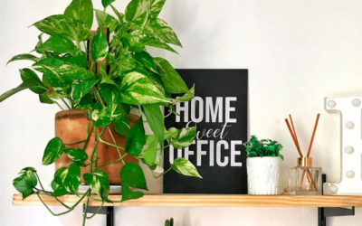 Planta Jiboia