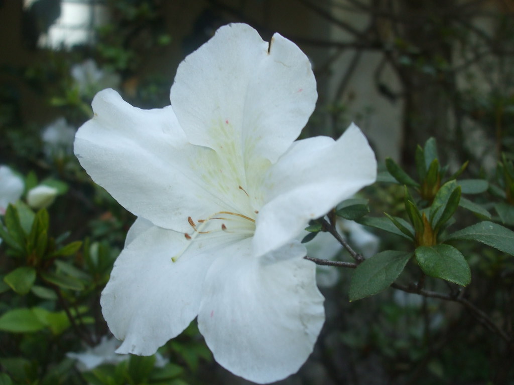 Azaleia Branca