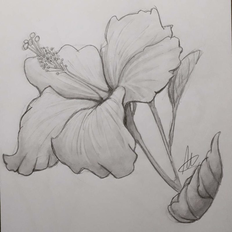 DESENHO DE FLOR → Modelos Fáceis de Copiar e Imprimir