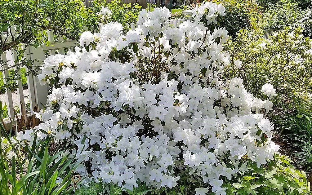 flor branca Azaléia