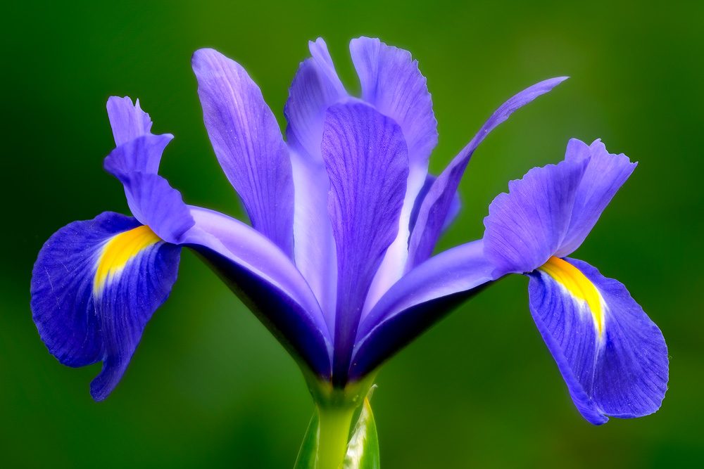 Flor Íris azul 