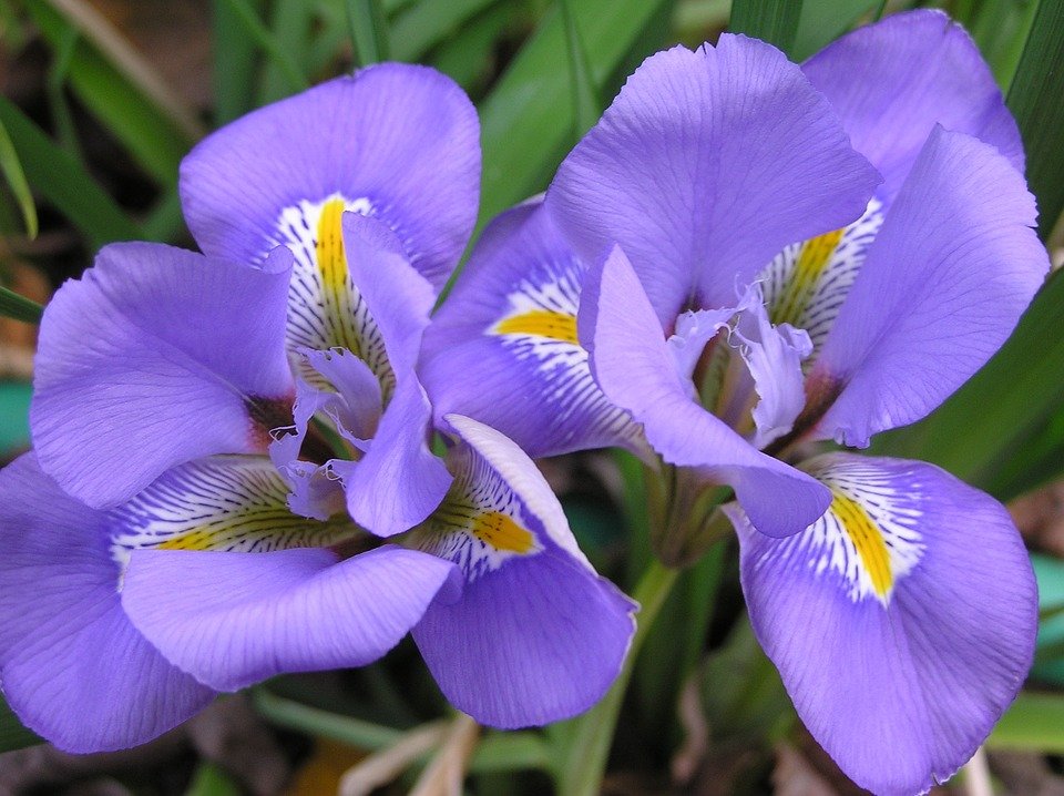Flor Lilás Iris
