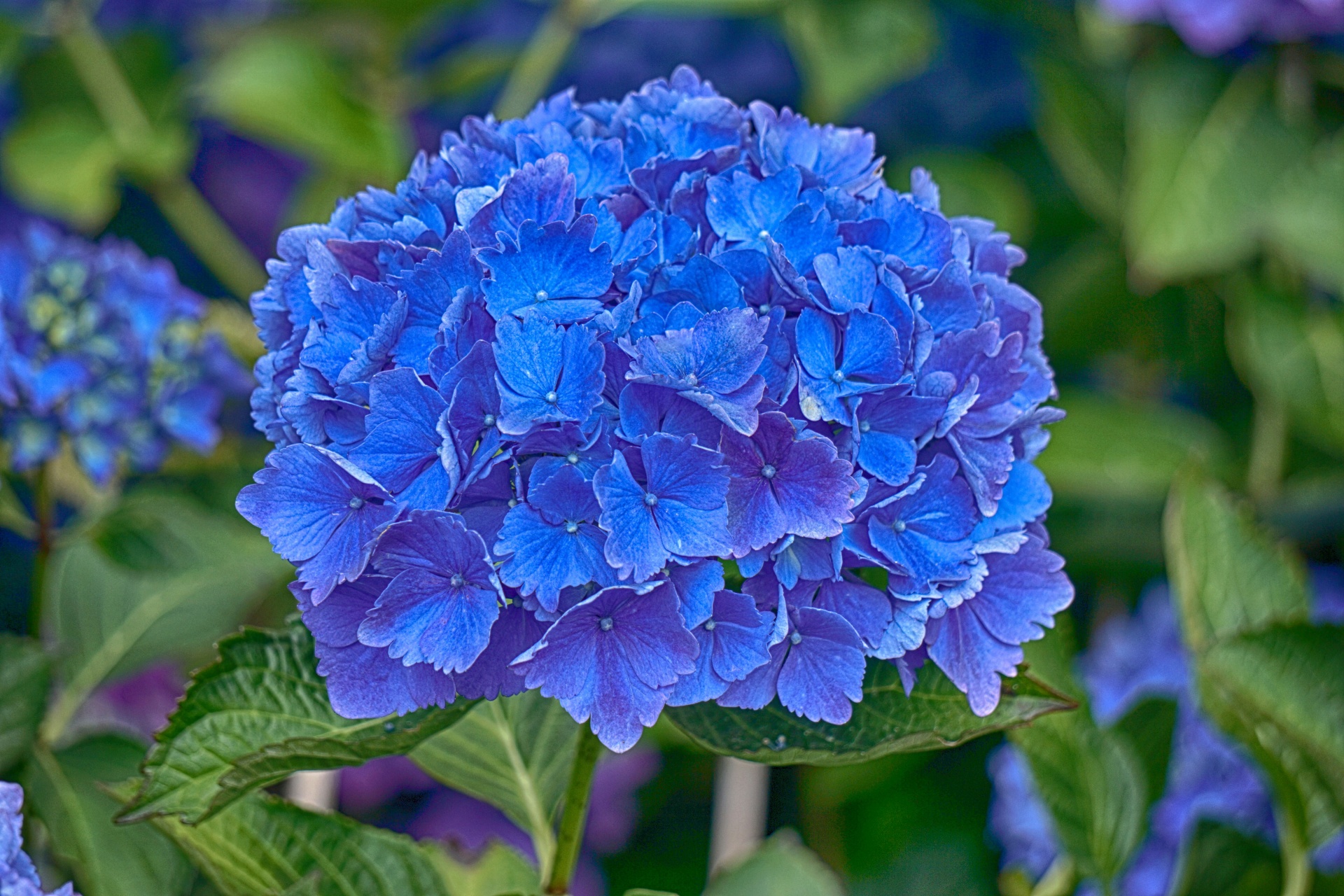 Hortênsia azul