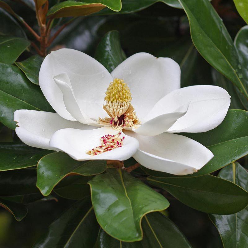 Magnólia Flor Branca