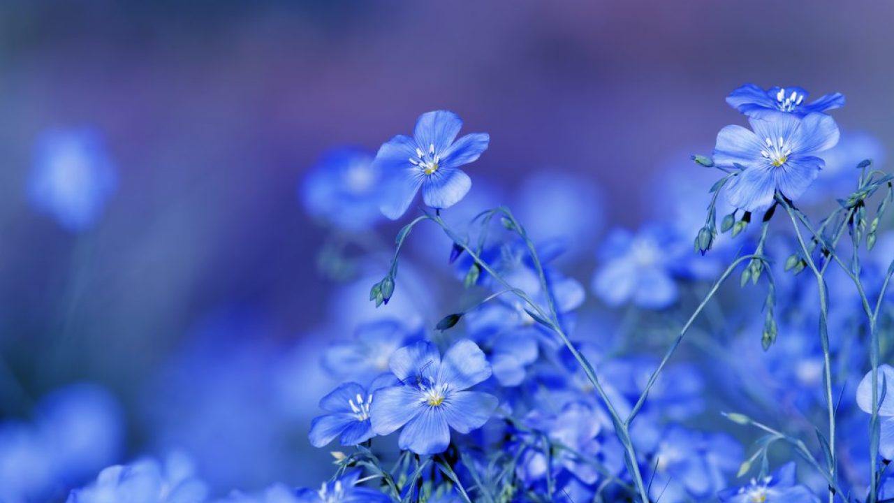 Flores Azuis