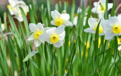 Narciso Flor