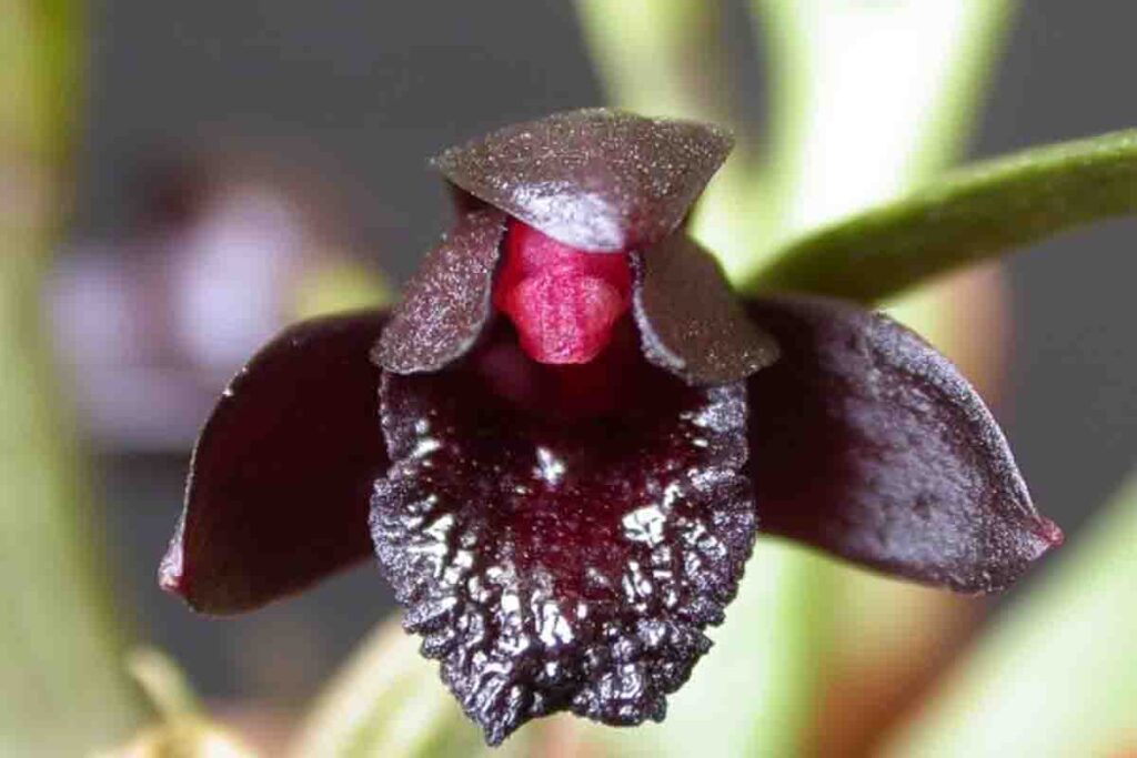 Flor Preta Orquídeas