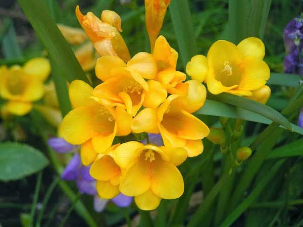 flor amarela Frésia