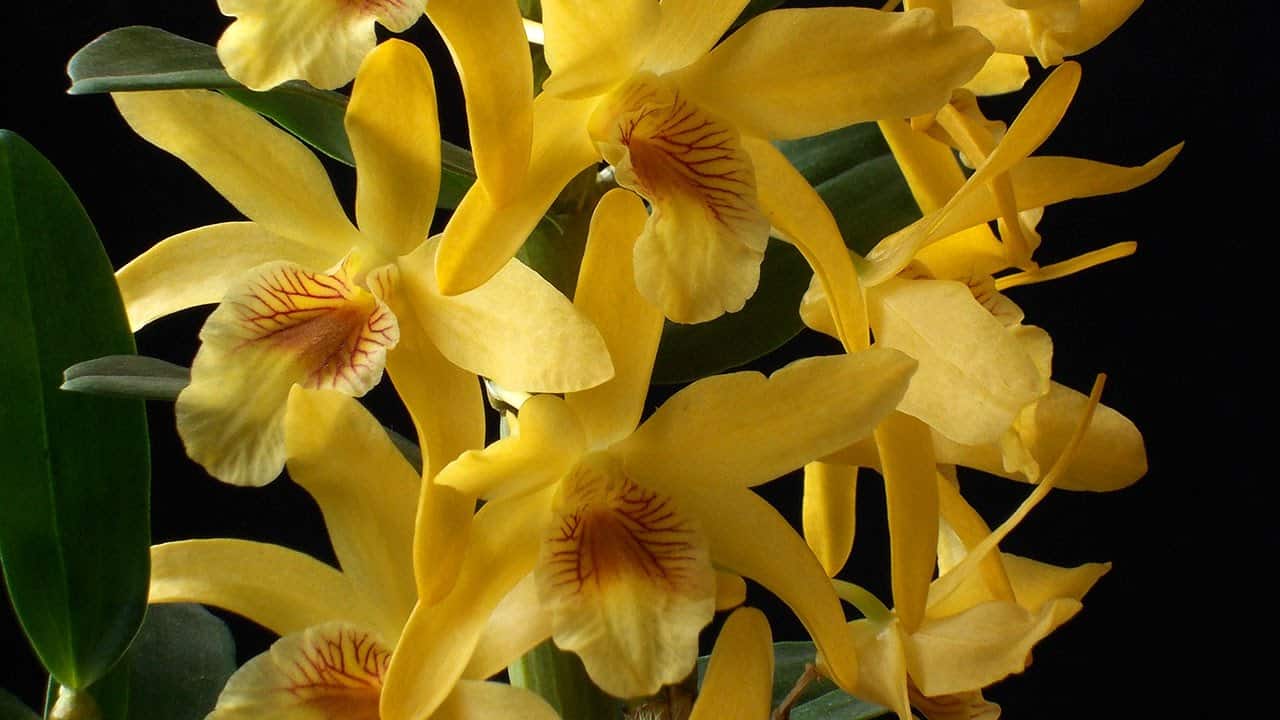 Orquídea Olho De Boneca → Como Plantar, Cuidar, Quanto tempo dura