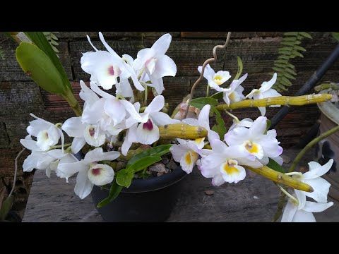Orquídea Olho De Boneca