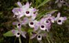 Olho de Boneca / Dendrobium Nobile