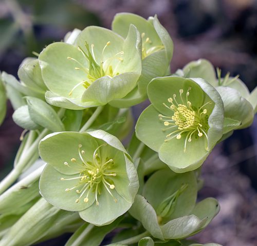 Flor verde Hellebores - flor verde