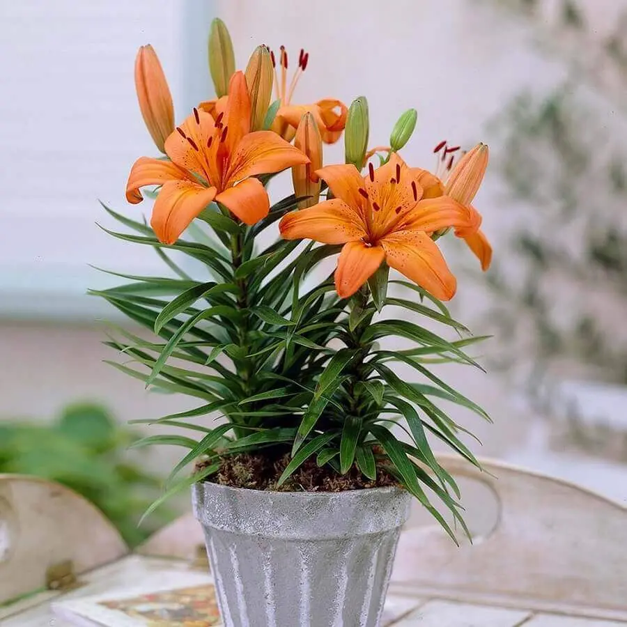flor laranja