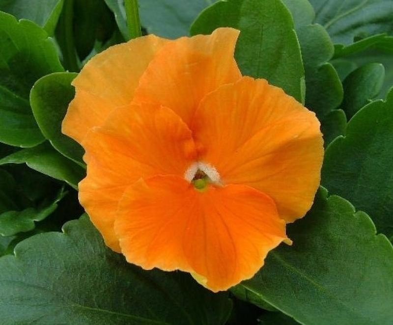flor laranja