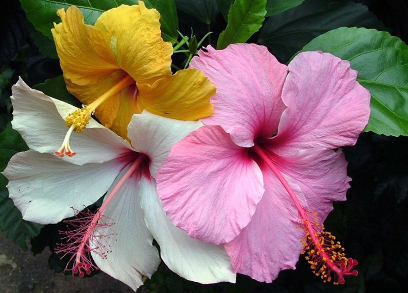 Flor de Hibisco — Para Que Serve? Como Plantar? Mudas e Significado