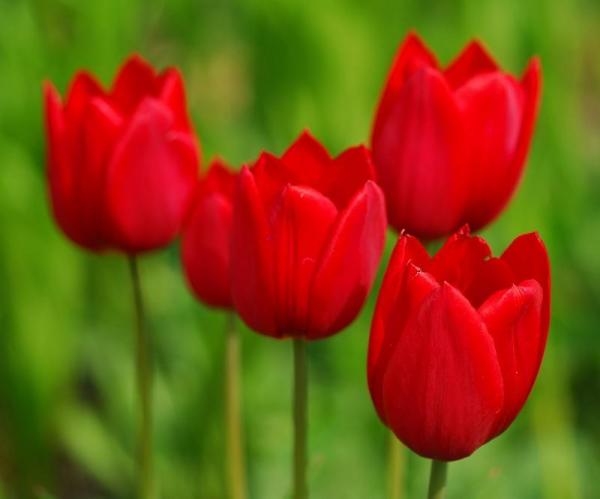 tulipa vermelha