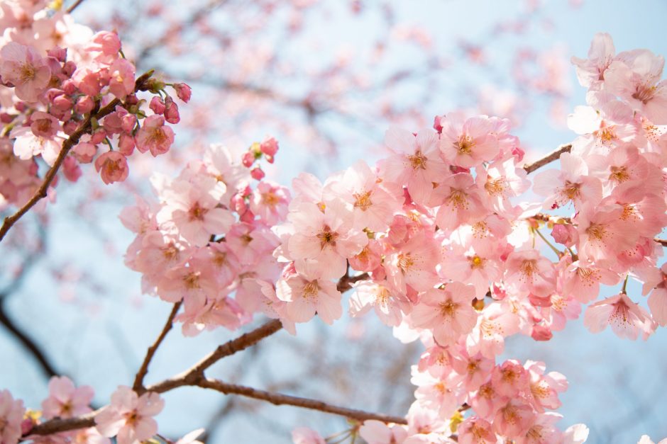 flores orientais - Cerejeira japonesa